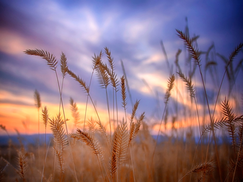 Scenic Montana - Jess Williams - Harvest Sunset