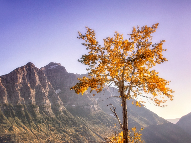 Scenic Montana - Jess Williams - Early Autumn On The Mountainside